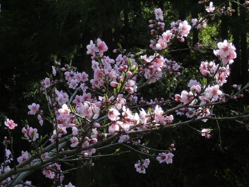 平溝では桃の花も見ごろに