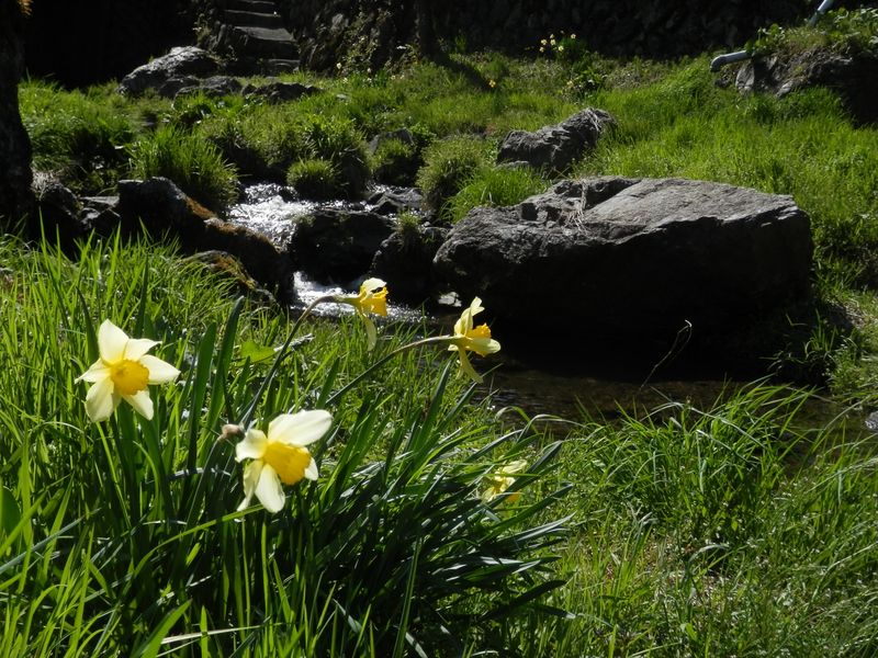 平溝川の水辺は天然の庭園