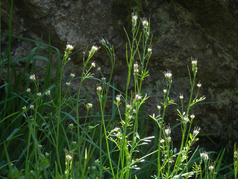 タネツケバナの仲間みたいだが…