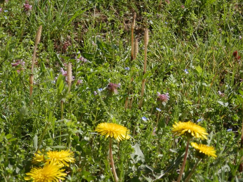 タンポポ、ヒメオドリコソウ、等々