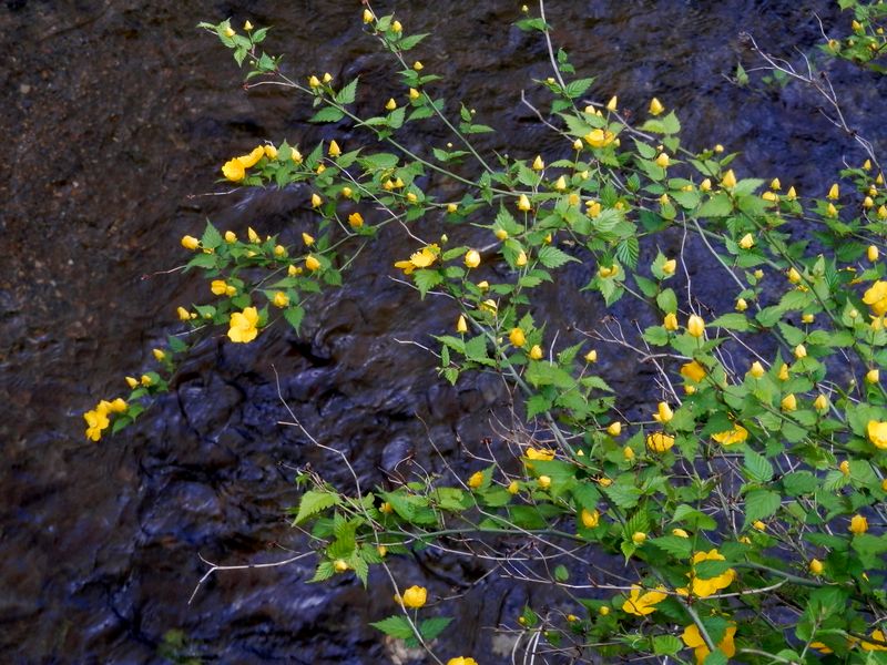 平溝川のヤマブキ