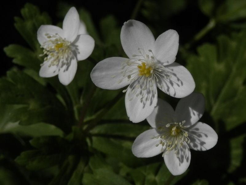 軍畑駅のニリンソウ