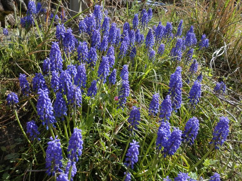 ムスカリは徐々に野生化して行くのか