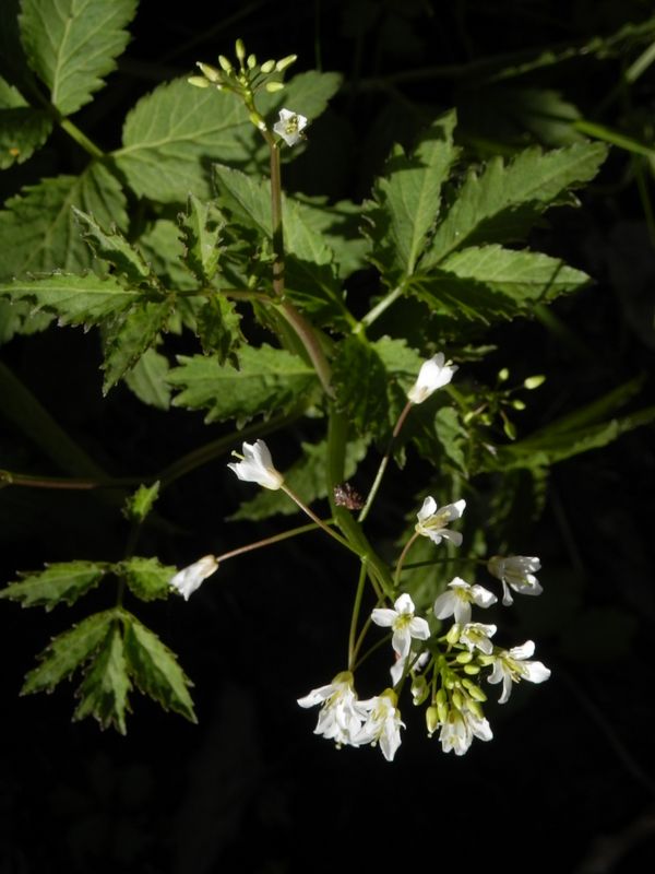 p4116599.jpg (large)