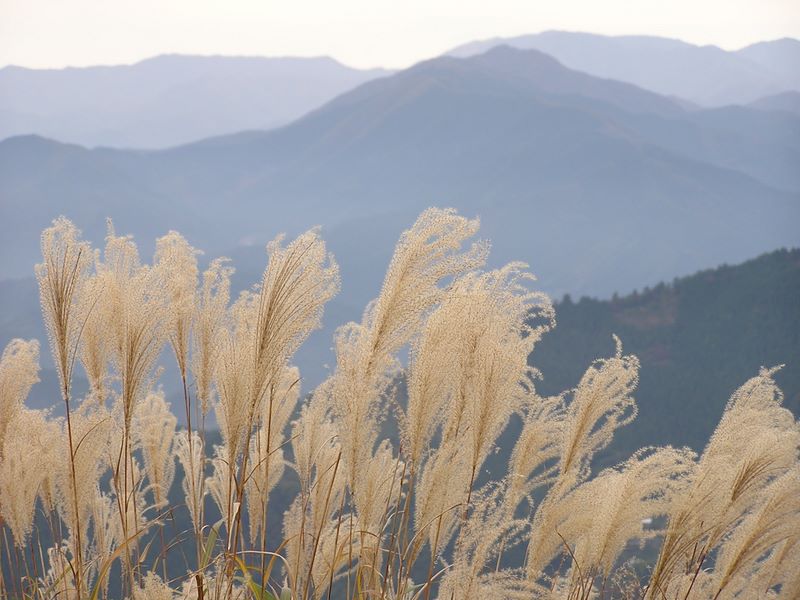 陣馬山・大名行列 -- ススキも寒そう