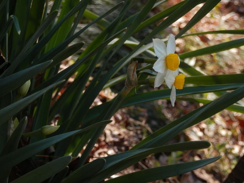 このスイセンが、この日見た唯一の花