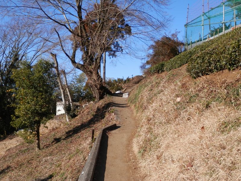 右は茶畑、左は柚子畑