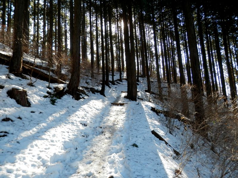 樹木の陰がきれい