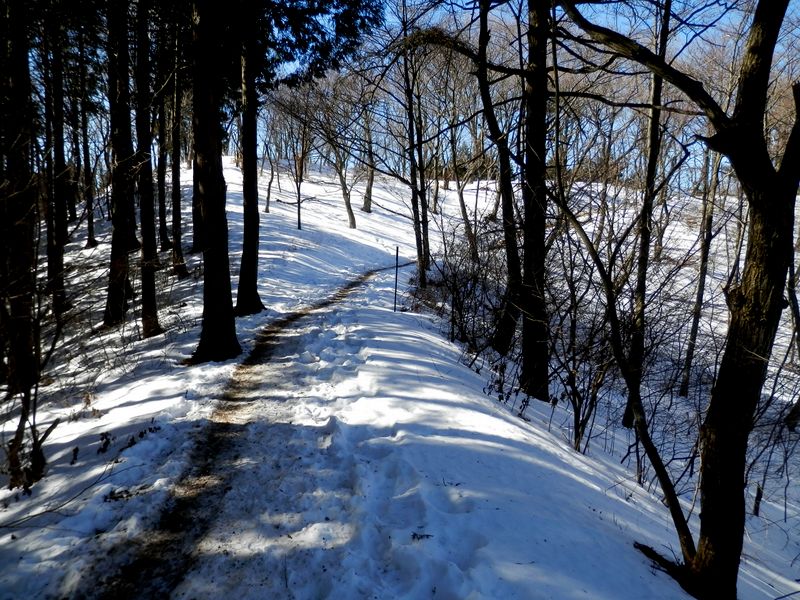 このあたりは混合樹林帯