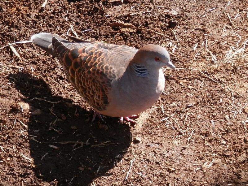 明王峠でおねだりに来たキジバト