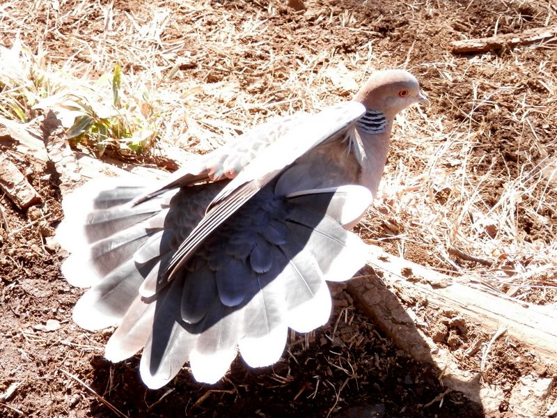 キジバトのストレッチ