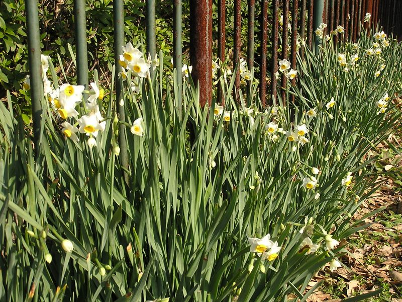神武寺から鷹取山 -- もう水仙の花がいっぱい