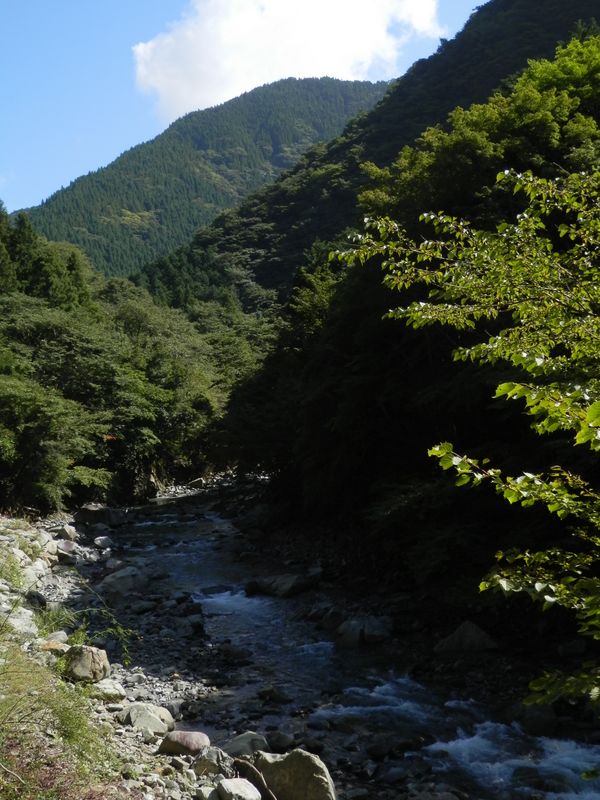 大又沢林道を北上する