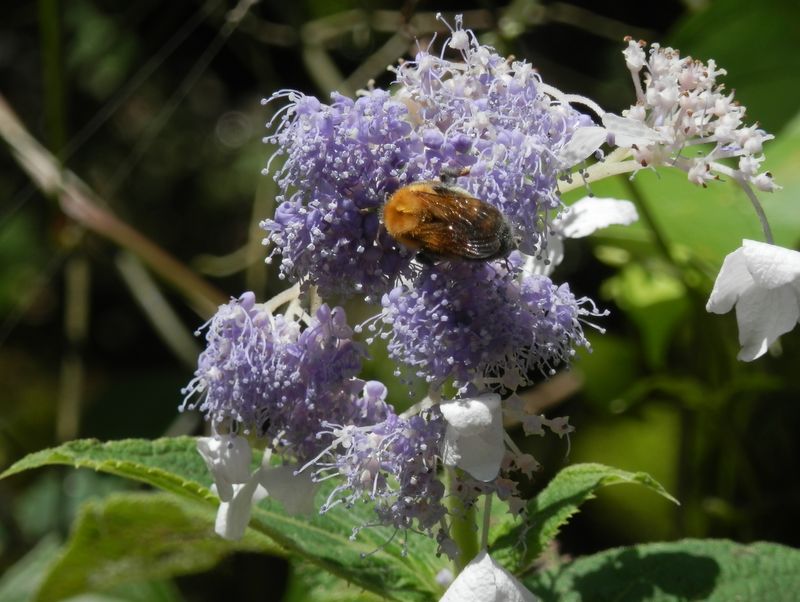 ハナバチの翅は小さくてかわいい