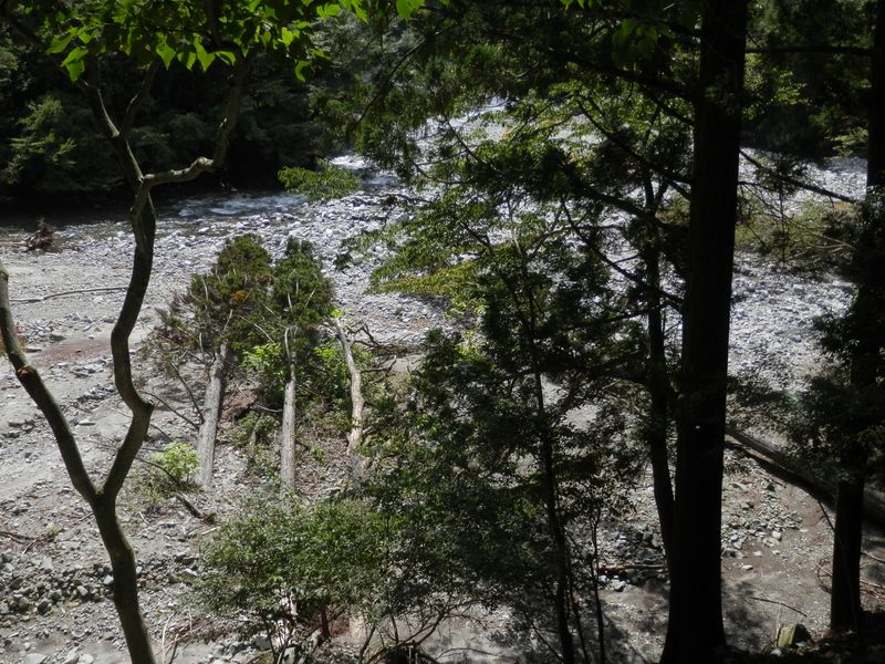 杉の大木が何本も倒れたまま生きている