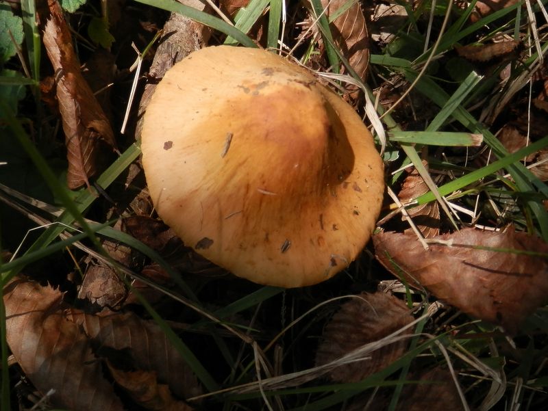 こんなところに甘食が？