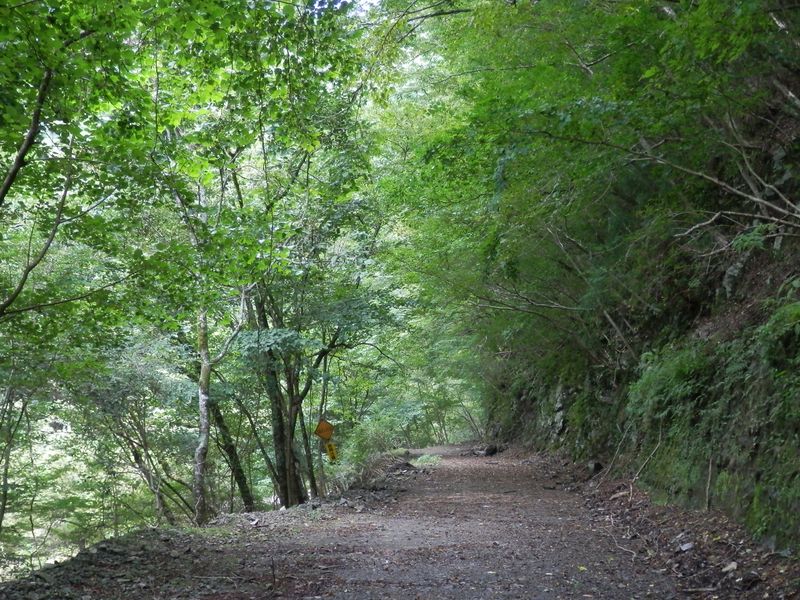 緑のトンネルを歩いて地蔵平を目指す