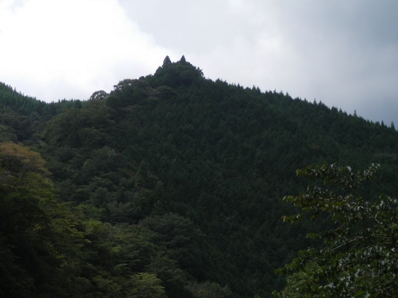 あっ、トトロだ！