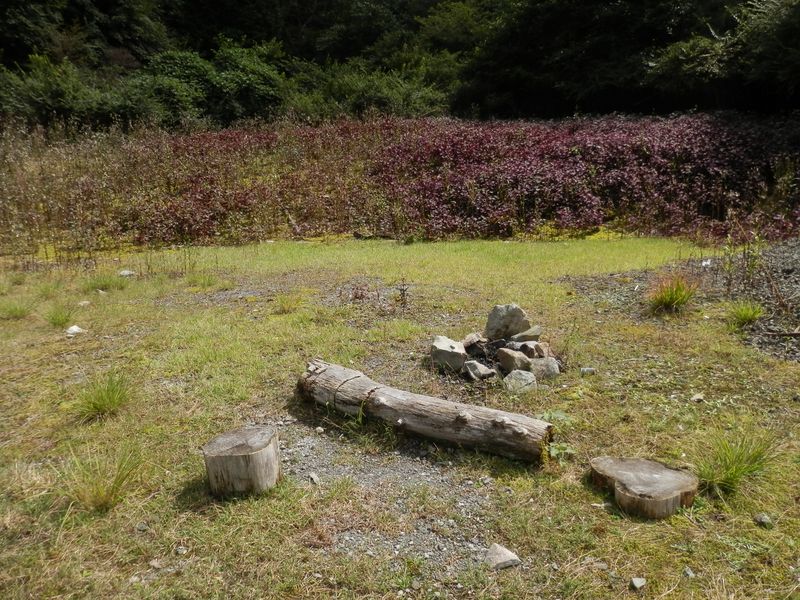 地蔵平にシソが生い茂っていた