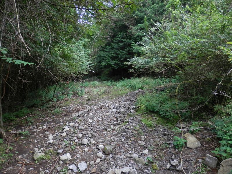 地蔵沢林道を北に進む