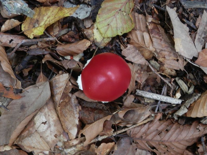 みずみずしいトマトに見えた