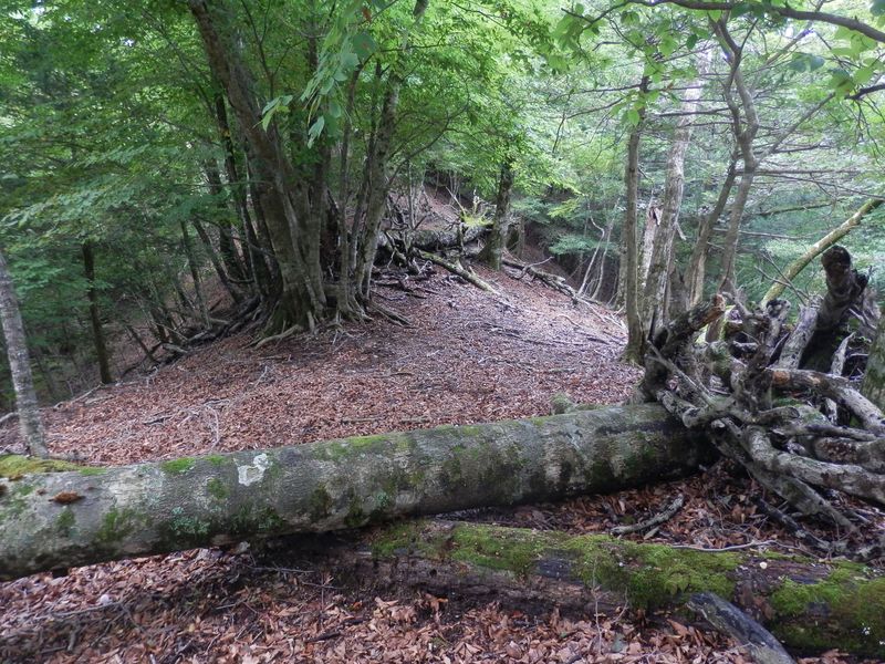 屏風岩山 -- この倒木に腰を下ろして小休止