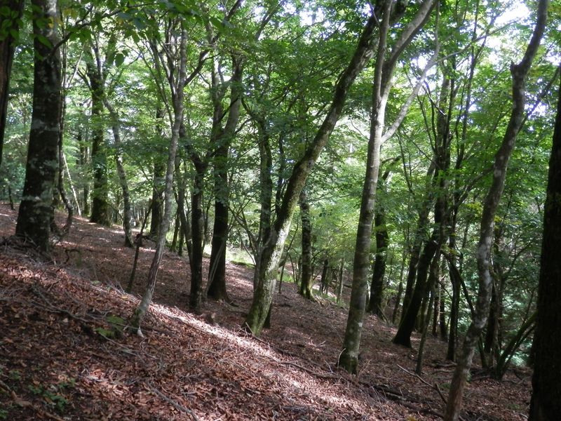 屏風岩山 -- ブナ林に明るい陽射しが