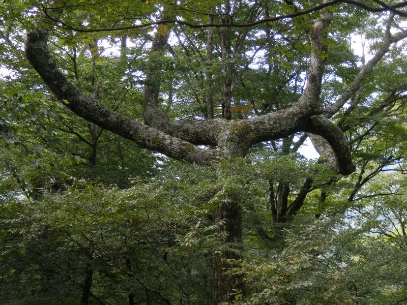 屏風岩山 -- こんな樹を想い描く画家はいないだろうな