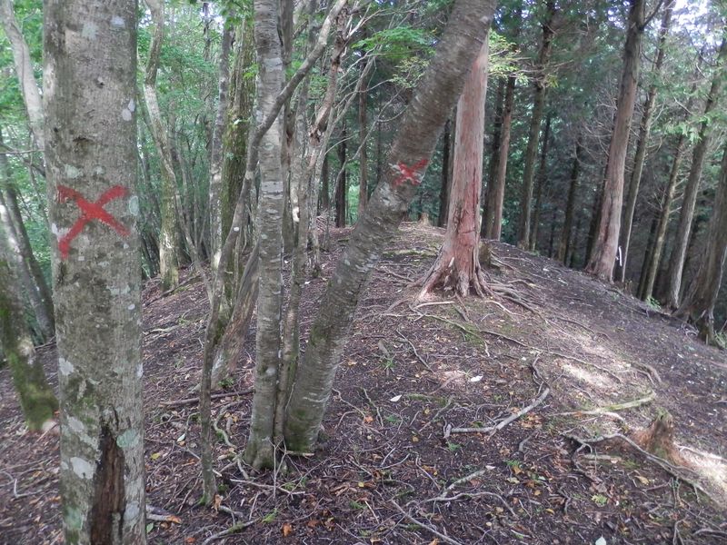 赤い×印のある尾根を下って大滝橋に向かう