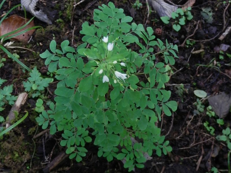 鹿が食べないマツカゼソウ