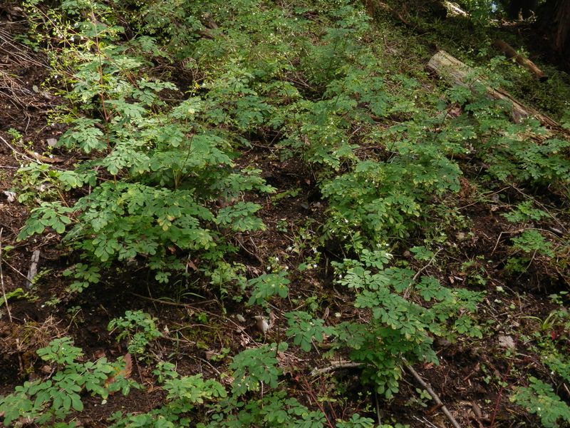 マツカゼソウだらけ