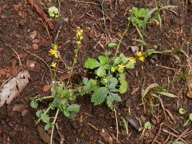 キンミズヒキだろうか