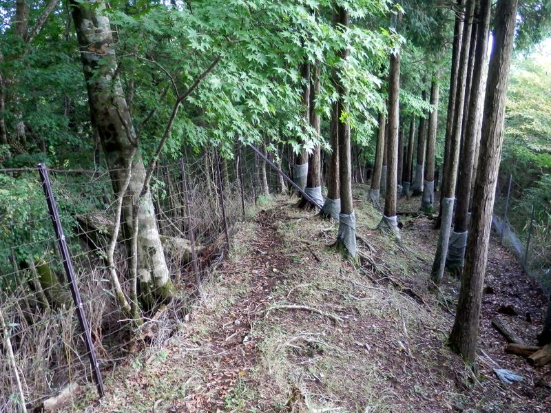 屏風岩山 -- 右折後は鹿柵を左に見ながら