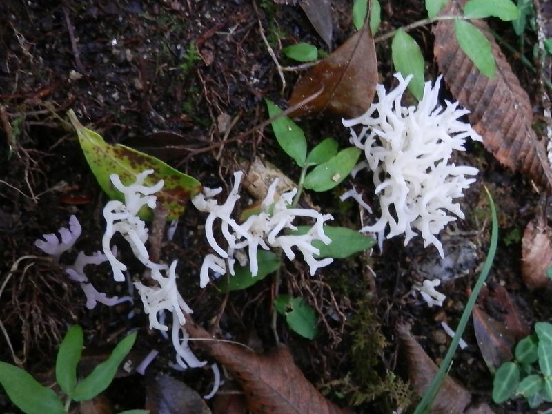 白いサンゴみたいなキノコ