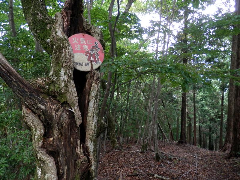 屏風岩山 -- 尾根の分岐点(965m)