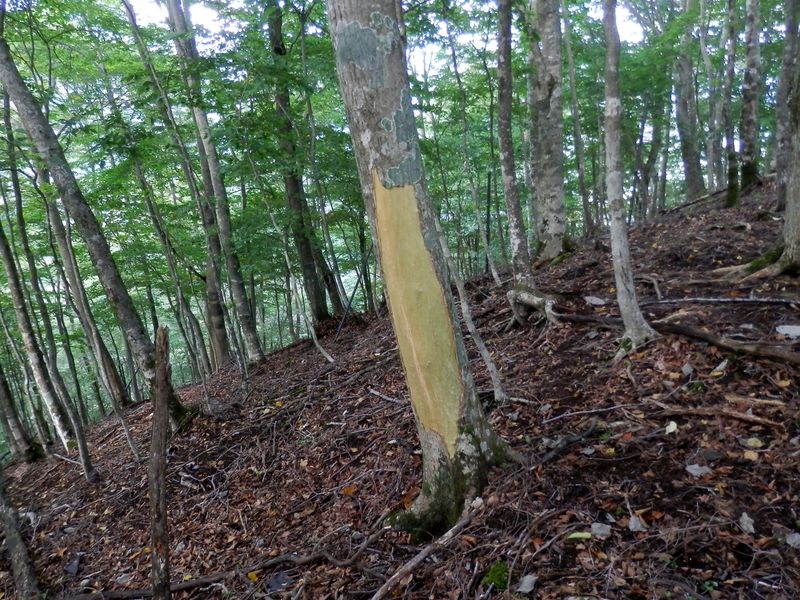 形成層を360度食べられたらアウト！