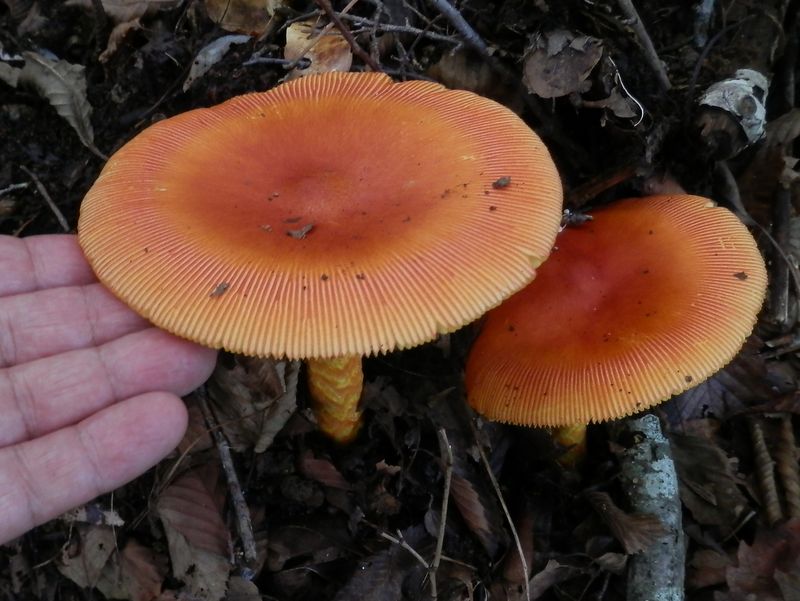 いつもキノコは見るだけ