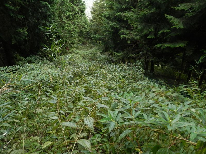 鹿柵沿いに、草をかき分けながら下って行く