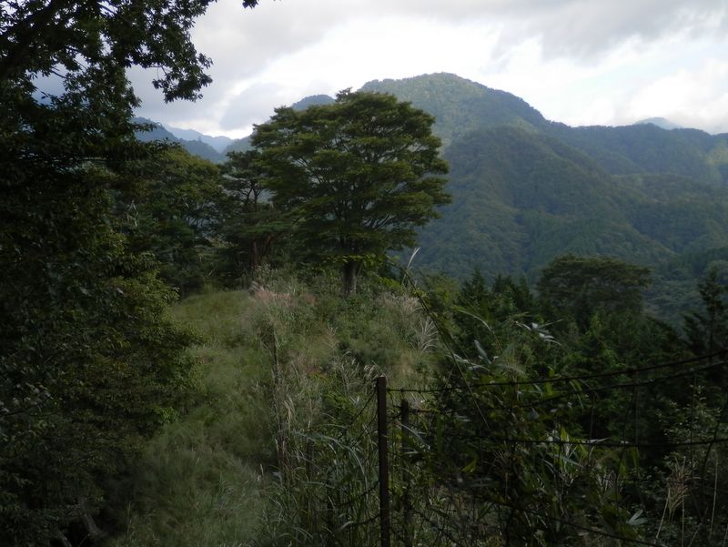 小さな草原があった(650m)