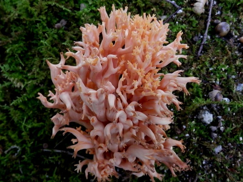 オレンジ色のサンゴ（ハナホウキタケ?）