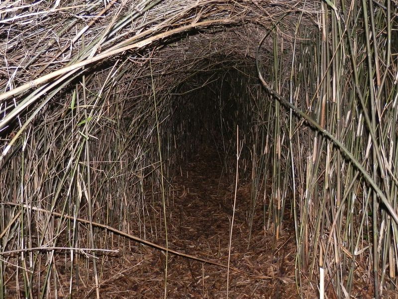 尾根の最後はシノダケのトンネル