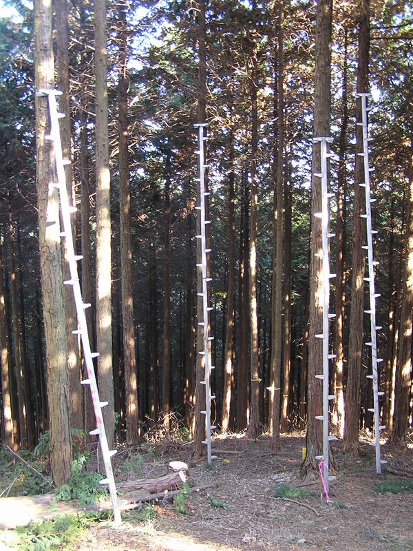 景信山・陣馬山 -- 杉林の手入れ