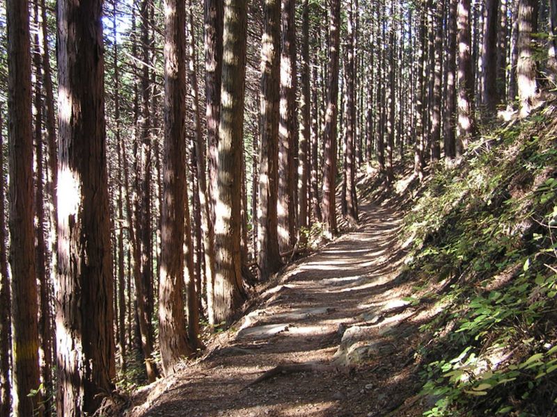 景信山・陣馬山 -- 杉の香りが漂う