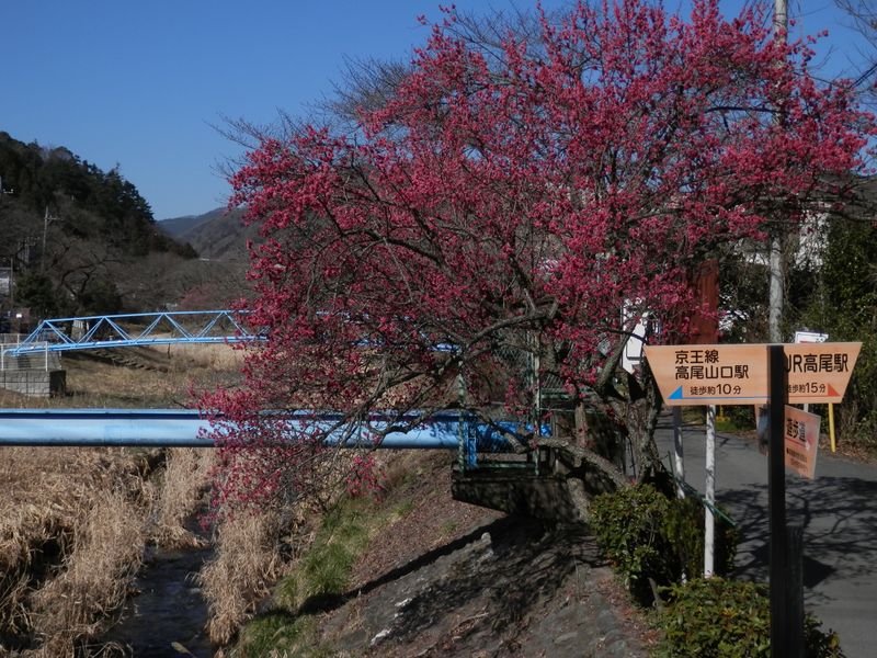高尾梅郷遊歩道入口
