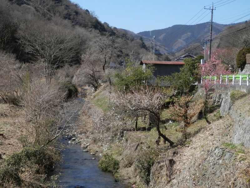 のどかな春の小仏川