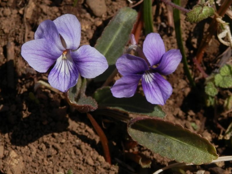 ほら、スミレ。名前は知らないけど