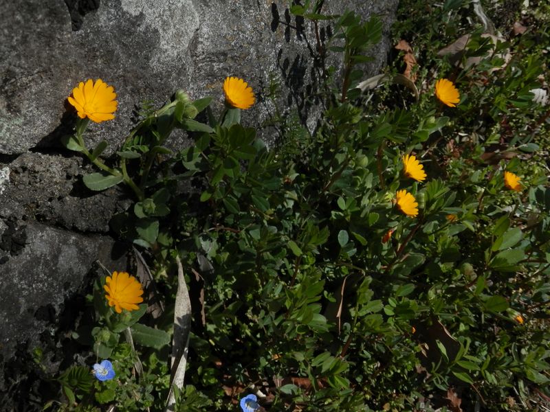 「冬知らず」もいつもの場所に