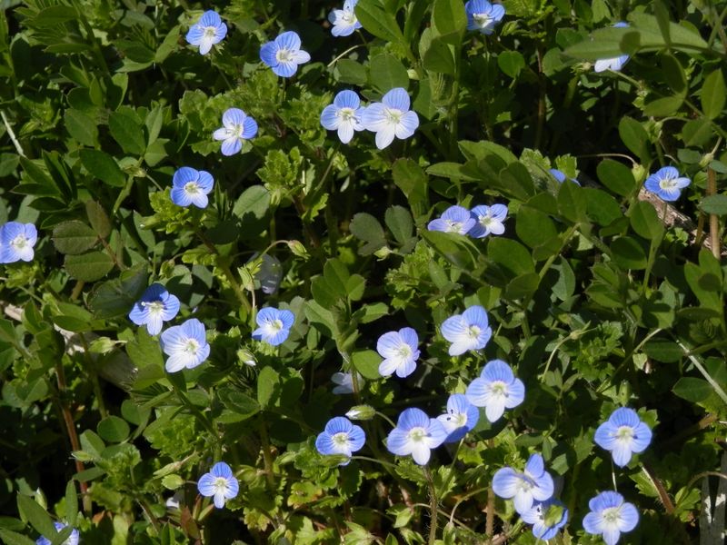 オオイヌノフグリ