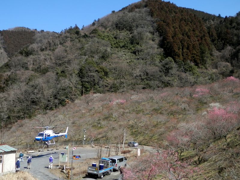 木下沢梅林からヘリコプターが発進