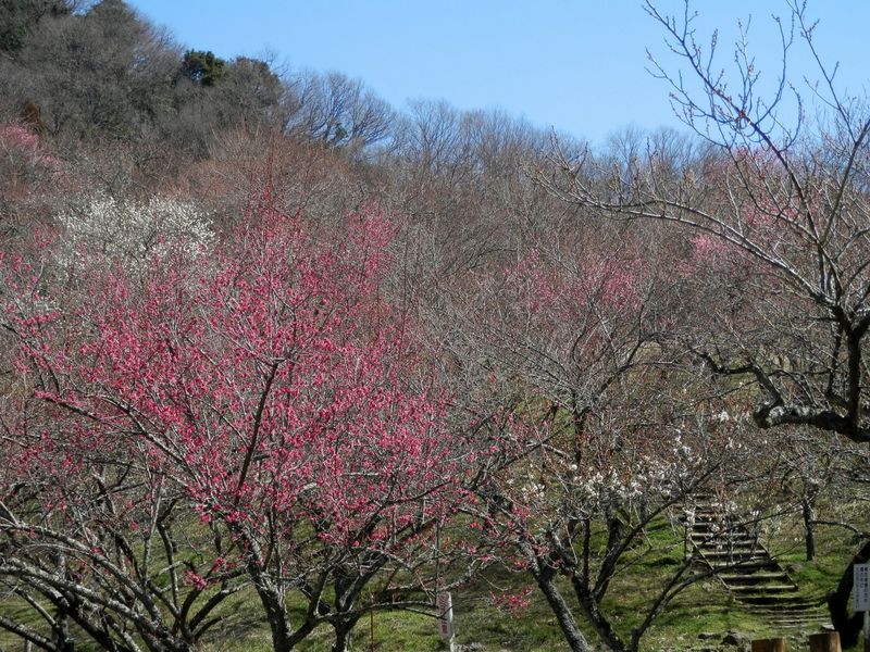 木下沢梅林(2)